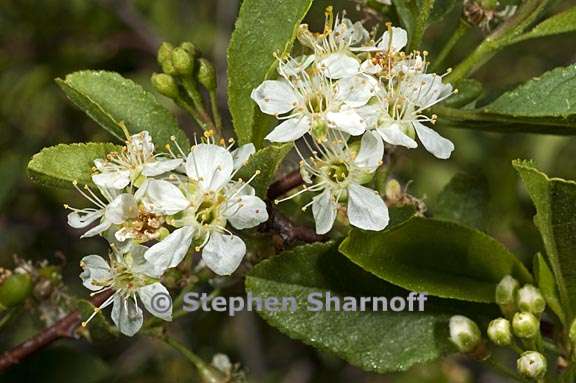 prunus emarginata 3 graphic